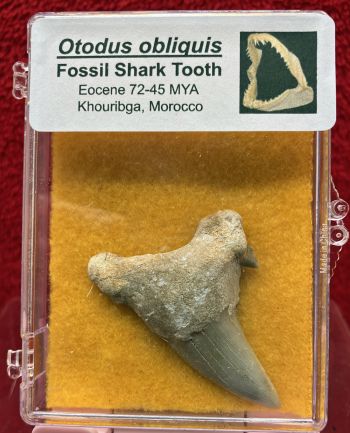 Authentic Fossil Otodus obliquisTooth in Acrylic Display Case