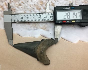 Authentic Fossil Shark Tooth Carcharocles auriculatus