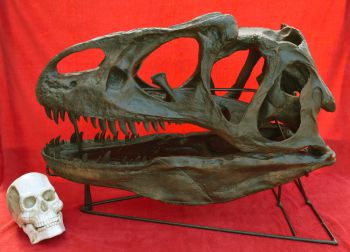 Allosaurus skull with Detached Lower Jaw & Stand