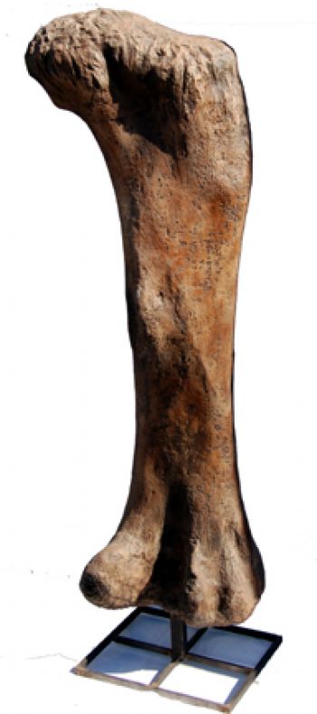 Apatosaurus, femur on stand