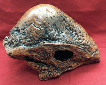 Stegoceras, skull (Pachycephalosaurus)