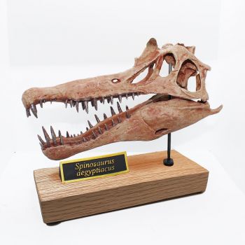 Spinosaurus aegyptiacus, Skull 1/7 Scale 3D Printed, Replica