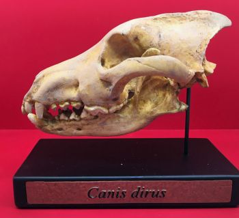 Dire Wolf, Canis dirus, Skull 2/3 Scale 3D Printed, Replica