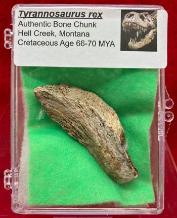 Authentic Tyrannosaurus rex Bone in Acrylic Display Case