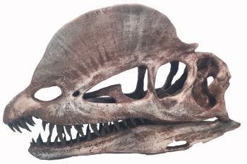 Dilophosaurus 3D printed adult skull