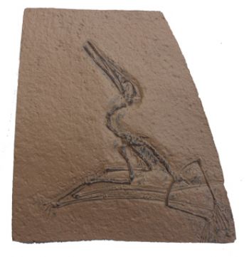 Ctenochasma elegans #4, (Pterodactylus)