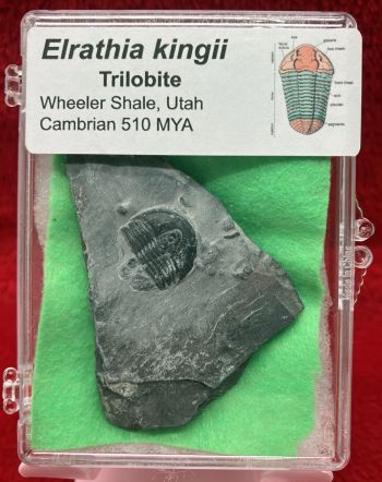 Authentic Elrathia kingii, trilobite (sample) In Acrylic Display Case