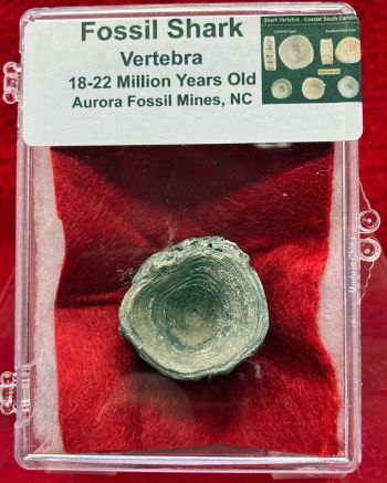 Authentic Fossil Shark Vertebra in Acrylic Case