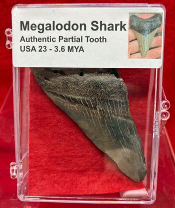 Authentic Partial Megalodon Tooth in Acrylic Display Case