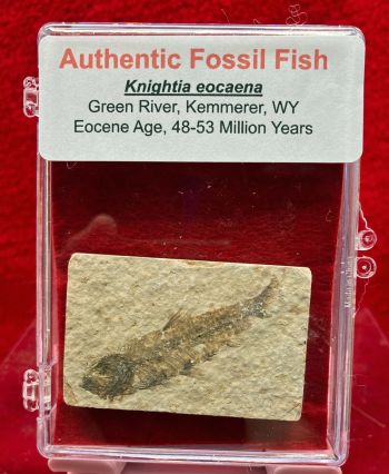 Authentic Baby Knightia eocaena Green River Fossil Fish in Acrylic Case