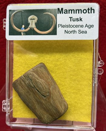 Woolly Mammoth Tusk in Acrylic Display Case