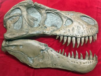 Tyrannosaurus rex Life-Size 2 Piece Skull Sculpture LAST 2 AVAILABLE