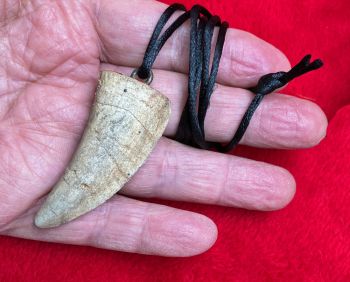 2 3/8 Inch Tyrannosaurus rex Serrated Tooth Necklace Pendant