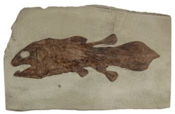 Coelacanth, fish