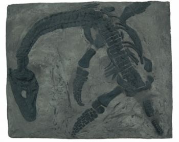 Plesiosaurus macrocephalus, juvenile Found by Mary Anning