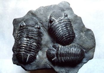 Three Phacops Trilobites