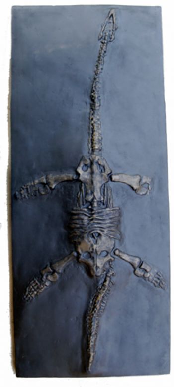 Plesiosaurus dolichodeirus