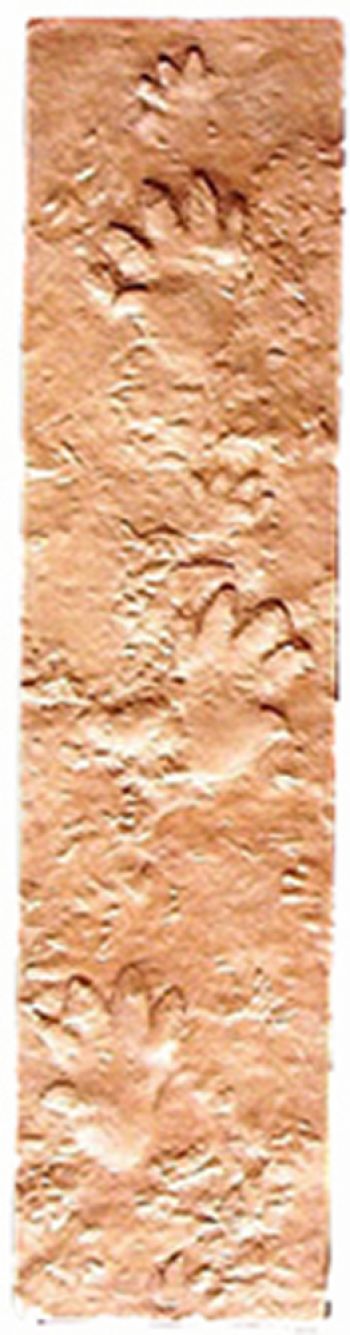 Cheirotherium barthi, A Labrinthodont Amphibian Trackway