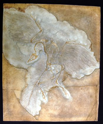 Archaeopteryx lithographica, first bird