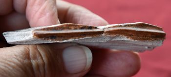 Edmontosaurus, tooth with root