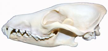 Canis latrans, coyote skull NEW LOWER PRICE