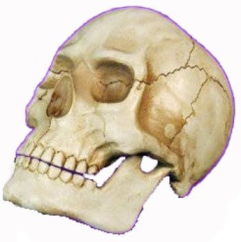 Homo sapiens	human skull, Yorick