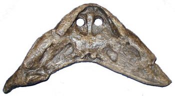 Diplocaulus, amphibian skull