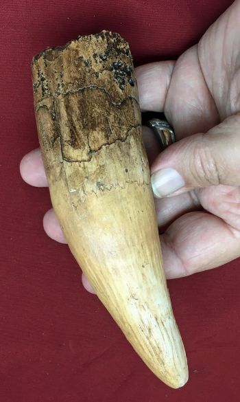 6 Inch Spinosaurus Tooth