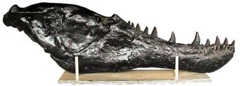 Tyrannosaurus rex Lower Jaw