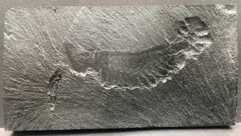 Opabinia regalis, from the Burgess Shale, replica