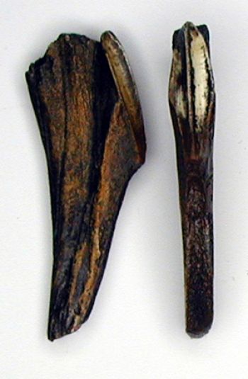 Edmontosaurus, tooth