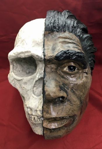 Neanderthal, early human skull 1/2 skull & 1/2 flesh reconstruction