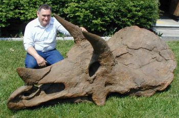 Triceratops, skull with attached jaws RENTAL UNTI ONLY