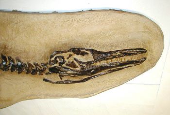 Clidastes a Mosasaur, complete skeleton