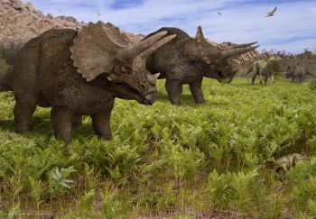 Triceratops, Dinosaur Poster