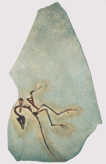 Archaeopteryx lithographicia, Eichstatt Specimen