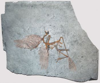 Archaeopteryx lithographicia , the Munich Specimen