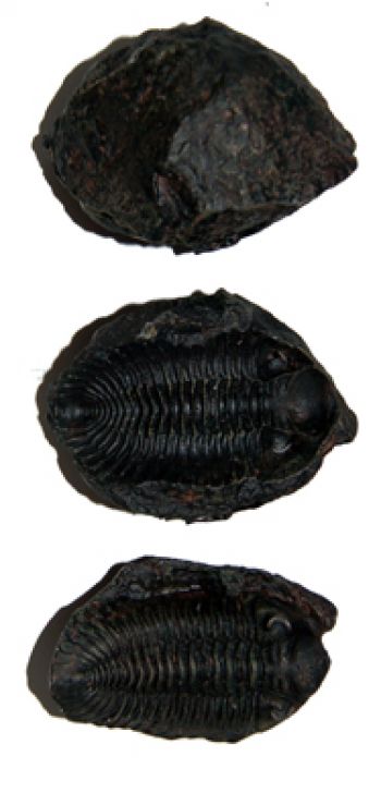 Metacryphaeus limabambae, Trilobite