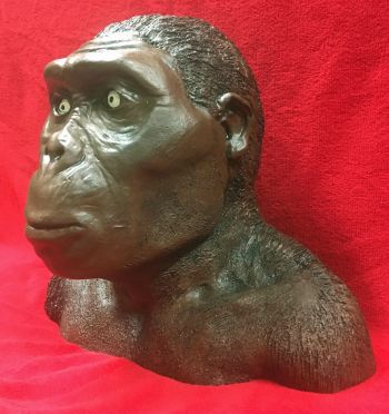 Australopithecus, early human bust