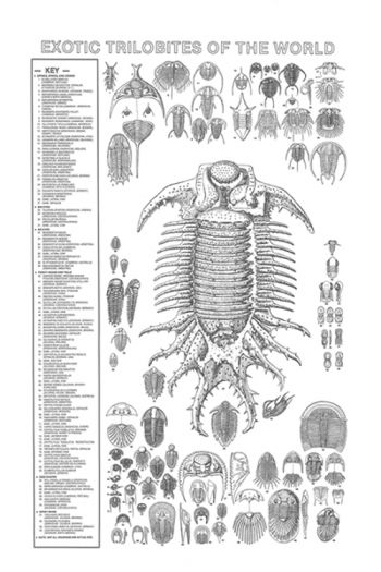 Exotic Trilobites of the World Poste