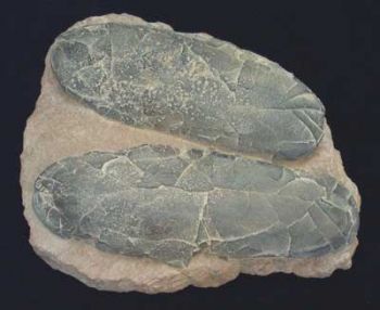 Theropod Dinosaur Egg Nest With 2 Eggs