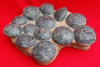 Ornithopod Dinosaur Egg Nest With 13 Eggs