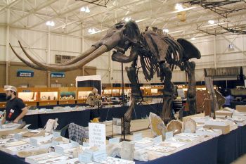 Stegodon huanghoensis, skeleton replica rental