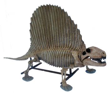 Dimetrodon skeleton, over 6 feet long