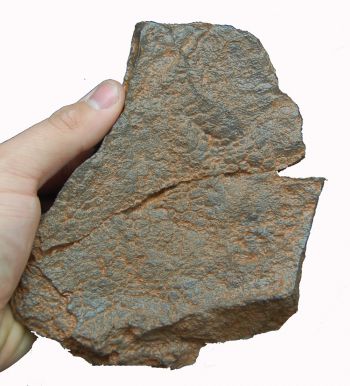 Edmontosaurus dinosaur skin impression