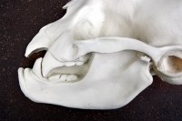 Desmodus rotundus, vampire bat skull profile