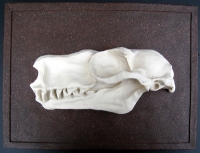 Choeronycteris mexicana, Mexican long-tougned bat skull profile