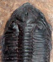 Dalmanites perdue, Trilobite