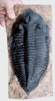 Dalmanites perdue, Trilobite