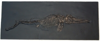 Ichthyosaur, marine reptile skeleton